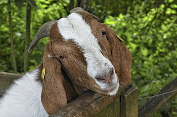 goat, horns, animal, nature, livestock, mammal, tag, fur, farm