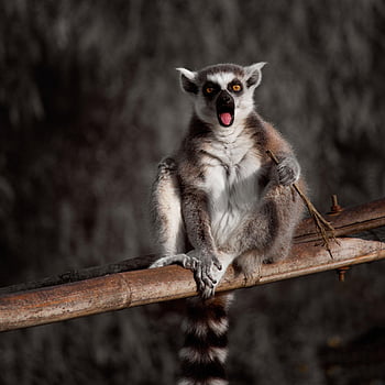 lemur, monkey, animals, sweet, cute, mammal, madagascar, primates, portrait, zoo, lemurs