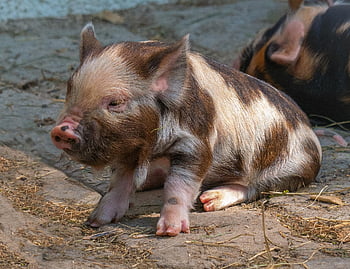 prasátko, prase, sele, dítě, plemeno prase kunekune, zvíře, Příroda, savec, roztomilý, legrační, zoo