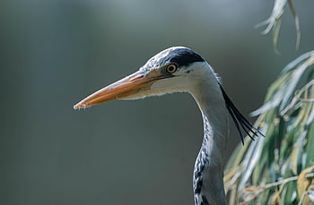 アオサギ、 ヘロン、 鳥、 野生動物、 動物、 羽毛、 鳥類学、 自然
