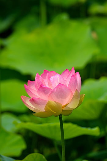 lotus, lotus Pond, pond, water Lilies, flower Background, water Lily, flower, nature, plant, pond Plants, lotus Leaf