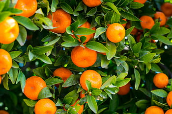 Zralé citrusové plody, zelené listy, Tangerine větve, Sukulentní pomeranče, živé zelené listy, citrusový strom, Zralé pomeranče, ovocný strom, pomerančovník, Citrusová zahrada, čerstvé pomeranče