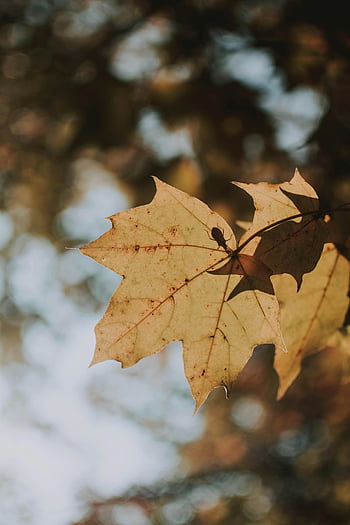 foglia secca marrone, Fotografia a fuoco selettivo, foglia d'acero dorata, luce solare autunnale, ambientazione esterna, avvicinamento, fogliame autunnale, fotografia naturalistica, foglie d'acero, foglie d'autunno, fotografia all'aperto