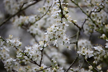 blackthorn, sloe, schlehdorn, tree, petals, sour Plum, plum Blossom, german Acacia, plum, branch, prunus Spinosa