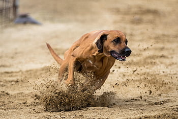 koiran kilpa, kilparata, juosta, Urheilu, Koiran urheilu, kanin metsästys, eläin, Metsästää, luonto, Rhodesian ridgeback