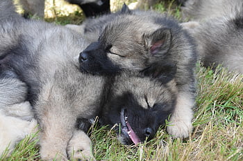 štěňata, mladých psů, Štěňata spí, psi eurasier, Portrét psů eurasierů, zvířat, savců, psí, pejsci, roztomilá štěňátka, eurasier