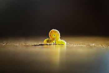 caterpillar, macro, insect, worm, butterfly, nature, larva, metamorphosis, bug, animal, color