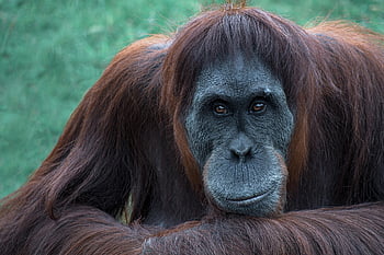 orangutan, nature, monkey, primate, ape, head, wild, animal, fauna