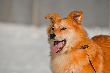 red Dog, beautiful Portrait Of A Dog, photo On Nikon D800, shelter Perm, for Dogs, puppy, photo Session On The Street, how To Photograph Animals, shooting Animal, animal Photographer, dog Face