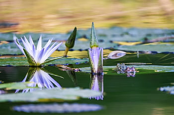 水生植物、 スイレン、 花、 咲く、 美しい花、 バイオレット、 池の植物、 水、 反射、 工場、 花の壁紙