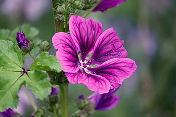 mauritánský sléz, malva sylvestris mauritiana, sléz, léčivé rostliny, oříznutí, divoký sléz, tmavě růžová, zahradní květina, květinové tapety, květ, krásné květiny