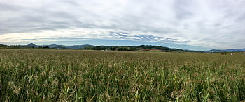 suncheon Bay, reed Good, suncheon, reed, korea, sky, nature, landscape