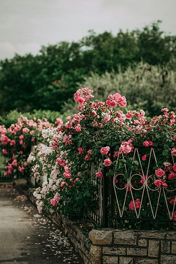 pink rosebush, fence, lush park, blossoming roses, pink roses, garden setting, outdoor flowers, floral scene, nature photography, decorative fence, park flowers