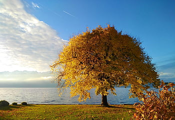 tree, wallpaper Hd, lake, leaves, desktop Backgrounds, laptop Wallpaper, full Hd Wallpaper, autumn Colors, fall Season, fall, free Background