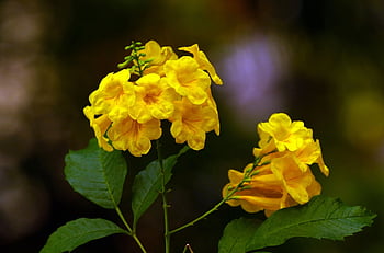 ผู้เฒ่าเหลือง, ดอกไม้, tecoma stans, สวน, ดอกไม้สวย, พื้นหลังดอกไม้, ใบไม้, วอลล์เปเปอร์ดอกไม้, ดอกสีเหลือง, กลีบดอก, กลีบดอกสีเหลือง