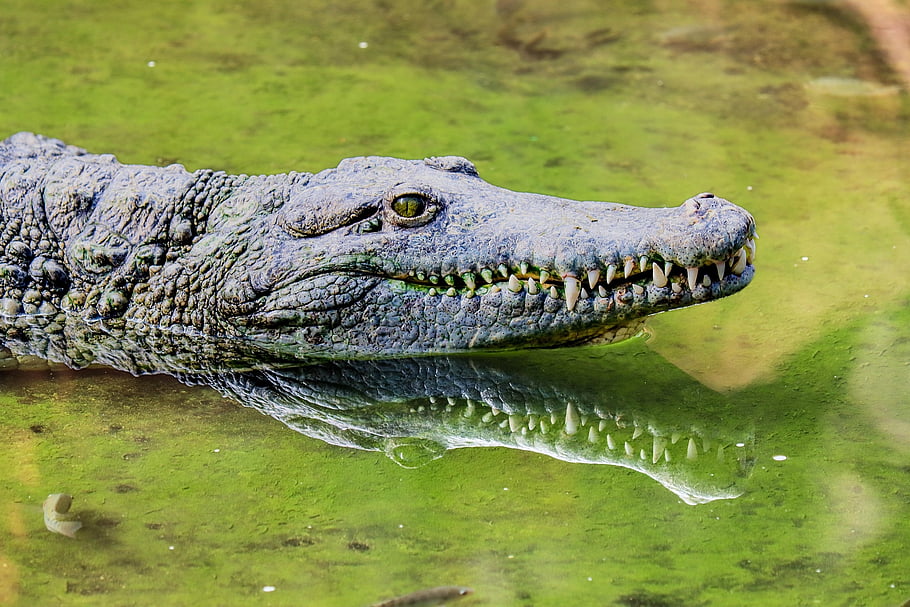 クロコダイル、 爬虫類、 歯、 動物、 湿地、 捕食者、 危険な