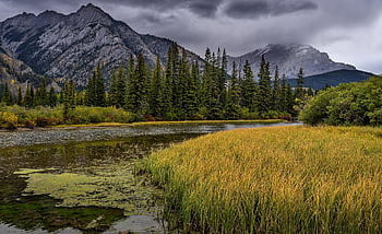 river, grass, mountains, bank, trees, forest, conifers, rocky Mountains, mountain Range, scenery, scenic