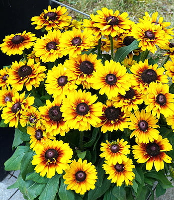 coneflower, květiny, rostlin, rudbeckia, žluté květy, okvětní lístky, květ, flóra, letní, Příroda