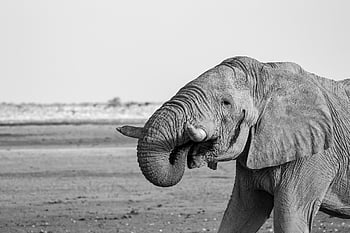 elefant, namibia, Afrika, ørken, sahara, natur, sand, safari, tør, Nationalpark, klit