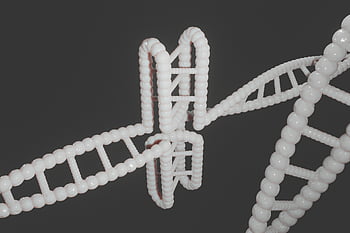 human, dna, genetic, cytosine, i-motif, i-tetraplex, i-dna, dns, i-motif Dna, quadruplex, g-quadruplex