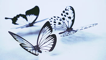 butterflies, monochrome butterflies, delicate patterns, light background, artistic display, black and white, butterfly art, butterfly patterns, butterfly design, butterfly photography, butterfly images