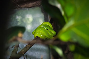 zöld kígyó, faág, élénk zöld, fa python, tekercselt kígyó, természetes környezetben, élénk színű, zöld hüllő, kígyófotózás, vadvilág fotózás, természetfotózás