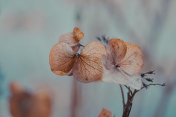 hortenzie, zvadlý, květinové tapety, květ, suchý, flóra, Příroda, hortensia, okvětní lístky, zahrada, rostlina