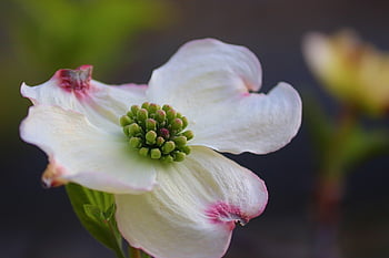 Hartriegel, cornus, Blütenblätter, Pflanze, Strauch, Holz, blühen, Natur, Wachstum, Zierpflanze, Garten