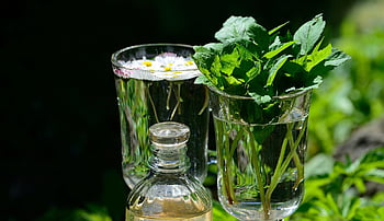 greedy, garden Herbs, medicinal Herbs, health, garden, daisy, herbal Plant, spice Up, medicinal Herb, aromatic Herbs, herb