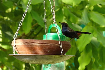 鳥、 ロビン、 インドロビン、 男性、 鳥風呂、 copsychus fulicatus、 アブラナ科、 自然、 野生動物、 鳥類、 動物相