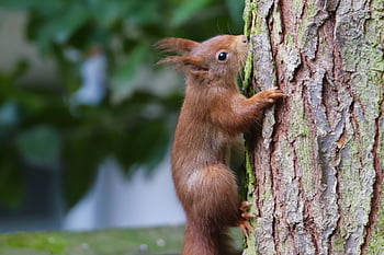 squirrel, tree Squirrel, mammal, wildlife, tree Bark, climbing, climbing Artist, cute, nature