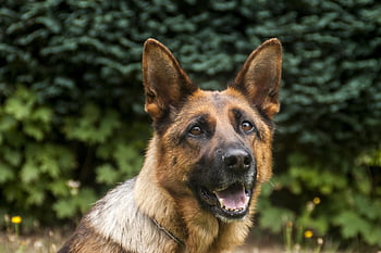 hlídací pes, policejní pes, legerhond, vodící pes, zoekhond, záchranný pes, gezinshuisdier, ovčák, Pes, pouto, portrét