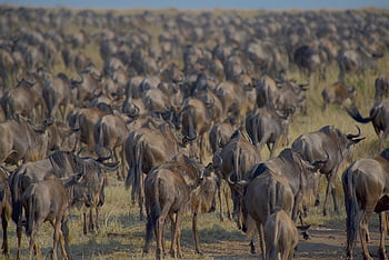 Wildebeests, 이주, 자연, 군중, 원정 여행, 아프리카, 야생 생물, 케냐, 마사이 마라, 마아 사이 마라, 사바나