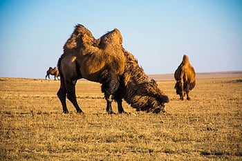 cammello maschio, Mongolia, deserto, steppa, natura, deserto marrone