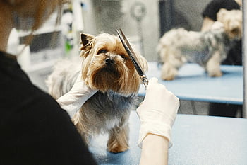 Yorkshire Terrier, dog grooming, pet salon, professional groomer, dog hair cutting, pet care, pet services, small dog, grooming tools, pet health, dog care