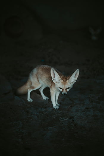 fennec liška, velké uši, krmení, přirozené prostředí, v noci, pouštní zvíře, malá liška, noční zvíře, fotografování divoké zvěře, roztomilý liška, pouštní liška