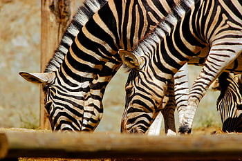 zebras, drinking, equines, safari, stripes, striped, wildlife, savanna, nature, africa, pond