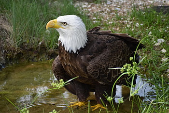 pták, orel, whitehead, Žlutý zobák, jezero, u jezera, portrét, zvířecí fotografie, fotografování zvířat, Úžasné záběry, herman park zoo