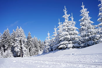 skiing, trees, snow, field, snow Field, snow Forest, forest, woods, woodlands, conifers, coniferous