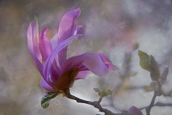 abstract, flower, background, macro, plant, floral, close up, botany, wallpaper, organic, petals