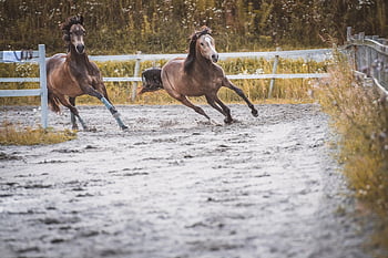 caballo, caballos, animales, ponis, equinos, corriendo, mamíferos, yegua, ecuestre, granja, animal de granja