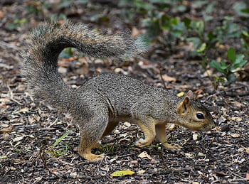 squirrel, rodent, mammal, species, fox Squirrel, wildlife, wild, nature, cute, foraging, furry