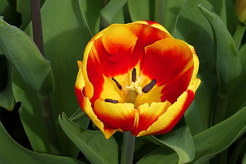 tulipán, jarní květina, cibulovitá rostlina, rozkvetla, Příroda, flóra, okvětní lístky, jaro, detail, květ, botanika
