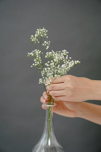 Gypsophila paniculata, baby's breath, glass vase, minimalist setting, delicate hands, elegant arrangement, unrecognizable woman, floral arrangement, white flowers, minimalist photography, faceless hands