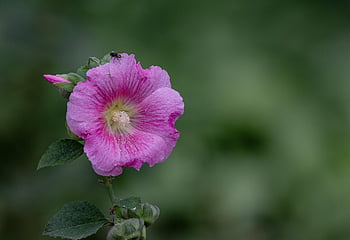 chronic, family, nature, pink, althaea Rosea, hollyhock Mallow, hollyhocks, hollyhock, flower, mallow, beautiful Flowers
