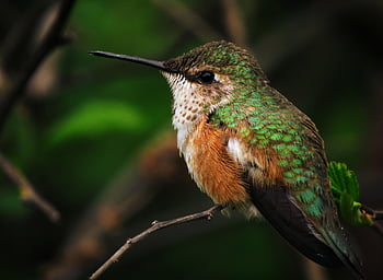kolibřík, bzučení, pták, Příroda, malý, volně žijících živočichů, zvíře, divoký, rufous