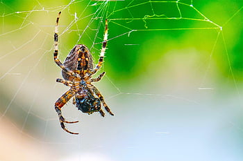 spider, arachnid, spider Web, cobweb, web, orb, weaver, insect, bug, arachnophobia, nature
