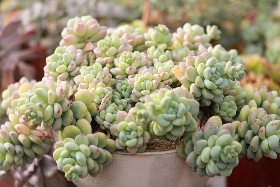 sukulenty, kaktus, rostlin, flóra, Příroda, botanika, hrnkové rostliny, 선인장, 다육 이, 식물