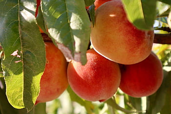 peach, nature, fruit, organic, tree, tree Branch, leaves