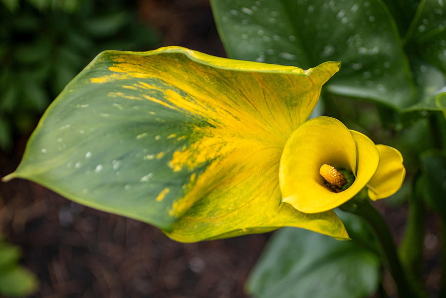 calla lily, květ, rostlina, žlutý květ, zahrada, jaro, Příroda, flóra, žlutá kala lilie